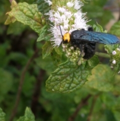 Scolia (Discolia) verticalis (Yellow-headed hairy flower wasp) at Captains Flat, NSW - 20 Feb 2019 by Steveh