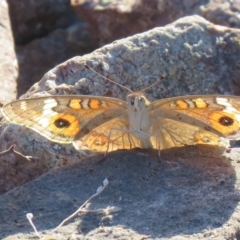 Junonia villida (Meadow Argus) at Hume, ACT - 23 Feb 2019 by SandraH