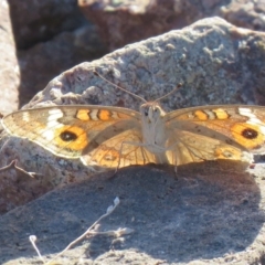 Junonia villida (Meadow Argus) at Hume, ACT - 22 Feb 2019 by SandraH