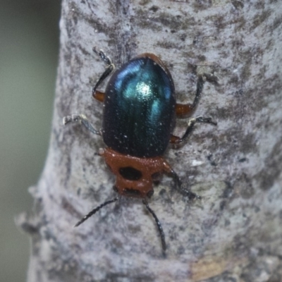 Calomela moorei (Acacia Leaf Beetle) at Forde, ACT - 22 Feb 2019 by AlisonMilton