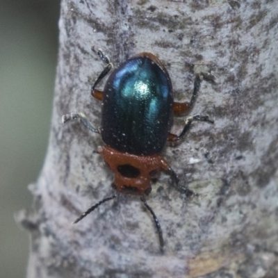 Calomela moorei (Acacia Leaf Beetle) at Mulligans Flat - 21 Feb 2019 by AlisonMilton