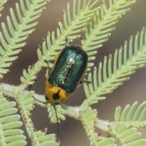 Aporocera (Aporocera) consors at Forde, ACT - 22 Feb 2019 10:31 AM