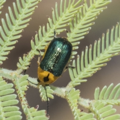 Aporocera (Aporocera) consors (A leaf beetle) at Mulligans Flat - 21 Feb 2019 by AlisonMilton