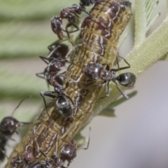 Iridomyrmex sp. (genus) (Ant) at Forde, ACT - 21 Feb 2019 by AlisonMilton