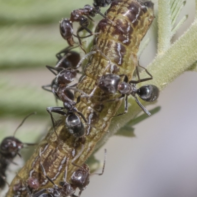 Iridomyrmex sp. (genus) (Ant) at Mulligans Flat - 21 Feb 2019 by AlisonMilton
