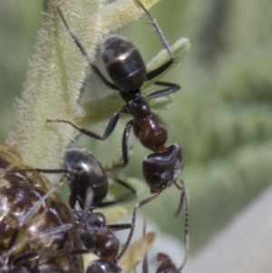 Iridomyrmex sp. (genus) at Forde, ACT - 22 Feb 2019 10:46 AM