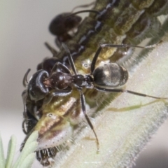 Iridomyrmex sp. (genus) at Forde, ACT - 22 Feb 2019 10:46 AM