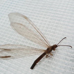 Myrmeleontidae (family) at Stromlo, ACT - 22 Feb 2019 08:50 AM