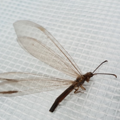 Myrmeleontidae (family) (Unidentified Antlion Lacewing) at Stromlo, ACT - 22 Feb 2019 by BrianSummers