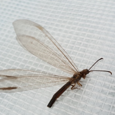 Myrmeleontidae (family) (Unidentified Antlion Lacewing) at Stromlo, ACT - 21 Feb 2019 by BrianSummers