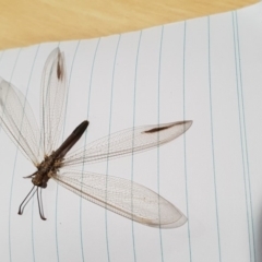 Myrmeleontidae (family) at Stromlo, ACT - 22 Feb 2019 08:50 AM