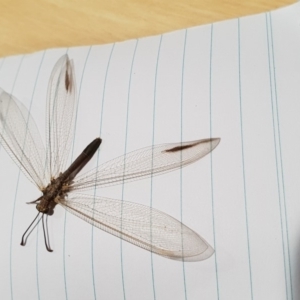 Myrmeleontidae (family) at Stromlo, ACT - 22 Feb 2019