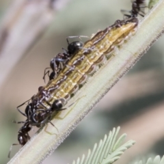 Jalmenus icilius at Forde, ACT - 22 Feb 2019 10:46 AM