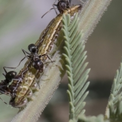 Jalmenus icilius at Forde, ACT - 22 Feb 2019 10:46 AM