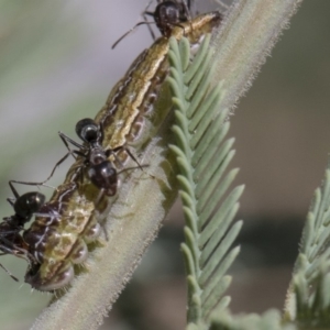 Jalmenus icilius at Forde, ACT - 22 Feb 2019 10:46 AM