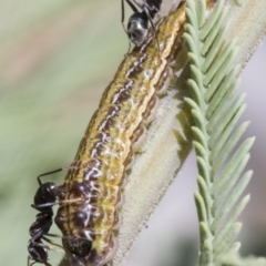 Jalmenus icilius at Forde, ACT - 22 Feb 2019 10:46 AM