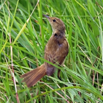 Acrocephalus australis (Australian Reed-Warbler) at Fyshwick, ACT - 21 Feb 2019 by RodDeb