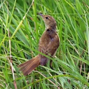 Acrocephalus australis at Fyshwick, ACT - 21 Feb 2019