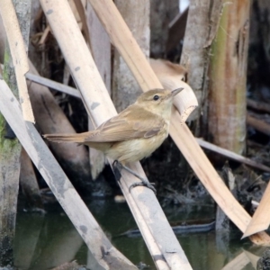 Acrocephalus australis at Fyshwick, ACT - 21 Feb 2019