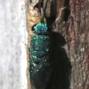 Chrysididae (family) at Rosedale, NSW - 16 Feb 2019