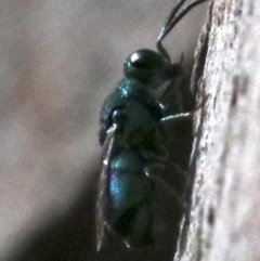 Chrysididae (family) at Rosedale, NSW - 16 Feb 2019