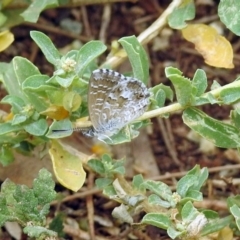 Theclinesthes serpentata (Saltbush Blue) at Fyshwick, ACT - 21 Feb 2019 by RodDeb