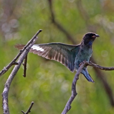 Eurystomus orientalis (Dollarbird) at Fyshwick, ACT - 21 Feb 2019 by RodDeb