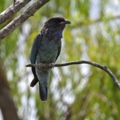 Eurystomus orientalis at Fyshwick, ACT - 21 Feb 2019