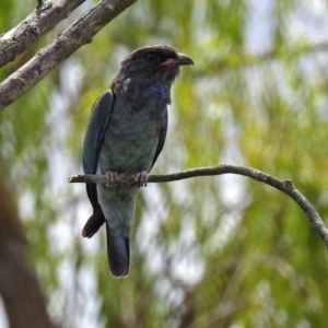 Eurystomus orientalis at Fyshwick, ACT - 21 Feb 2019