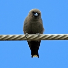 Artamus cyanopterus cyanopterus (Dusky Woodswallow) at Fyshwick, ACT - 20 Feb 2019 by RodDeb