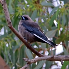 Artamus cyanopterus at Fyshwick, ACT - 21 Feb 2019 10:40 AM