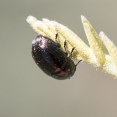 Ditropidus sp. (genus) (Leaf beetle) at Mulligans Flat - 22 Feb 2019 by AlisonMilton