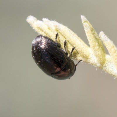 Ditropidus sp. (genus) (Leaf beetle) at Mulligans Flat - 22 Feb 2019 by AlisonMilton