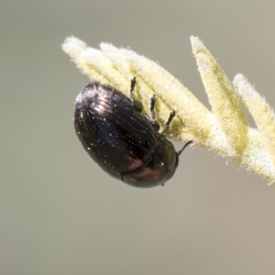 Ditropidus sp. (genus) (Leaf beetle) at Forde, ACT - 22 Feb 2019 by AlisonMilton