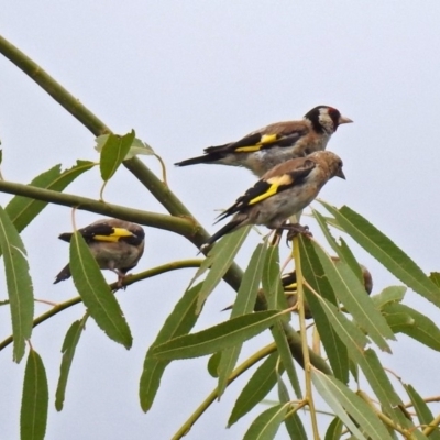 Carduelis carduelis (European Goldfinch) at Fyshwick, ACT - 21 Feb 2019 by RodDeb