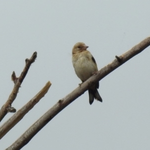 Carduelis carduelis at Fyshwick, ACT - 21 Feb 2019