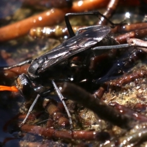 Fabriogenia sp. (genus) at Rosedale, NSW - 16 Feb 2019