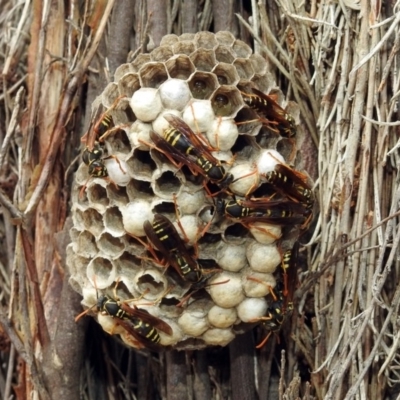 Polistes (Polistes) chinensis (Asian paper wasp) at Jerrabomberra Wetlands - 21 Feb 2019 by RodDeb