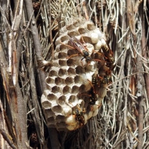 Polistes (Polistes) chinensis at Fyshwick, ACT - 21 Feb 2019