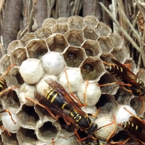 Polistes (Polistes) chinensis at Fyshwick, ACT - 21 Feb 2019