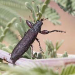 Rhinotia sp. (genus) (Unidentified Rhinotia weevil) at Mulligans Flat - 22 Feb 2019 by AlisonMilton