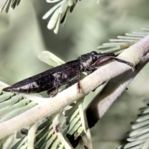 Rhinotia sp. (genus) at Forde, ACT - 22 Feb 2019