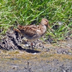 Gallinago hardwickii at Fyshwick, ACT - 21 Feb 2019