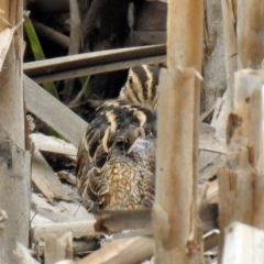 Gallinago hardwickii at Fyshwick, ACT - 21 Feb 2019