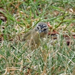 Acanthiza chrysorrhoa (Yellow-rumped Thornbill) at Fyshwick, ACT - 21 Feb 2019 by RodDeb