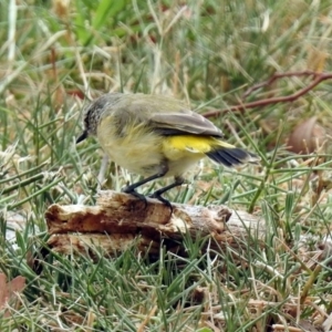 Acanthiza chrysorrhoa at Fyshwick, ACT - 21 Feb 2019