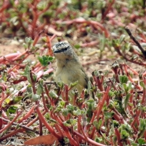 Acanthiza chrysorrhoa at Fyshwick, ACT - 21 Feb 2019