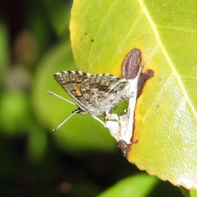 Lucia limbaria (Chequered Copper) at Macarthur, ACT - 22 Feb 2019 by RodDeb