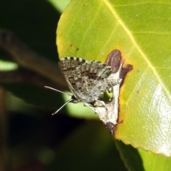 Lucia limbaria at Macarthur, ACT - 22 Feb 2019 03:42 PM