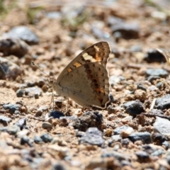 Junonia villida (Meadow Argus) at Banks, ACT - 22 Feb 2019 by RodDeb